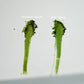 02 HARU - Organic Ceremonial Matcha