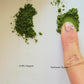 Organic ceremonial matcha HARU +Whisk